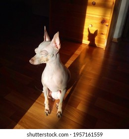 A gray toy-terrier mini dog, sitting on the floor of the house, and squinting in the sun.