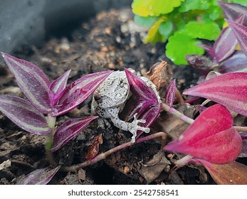 Gray Tree Frog Camouflaged in a Garden
This captivating image showcases a gray tree frog perfectly camouflaged among vibrant purple leaves in a garden.  - Powered by Shutterstock