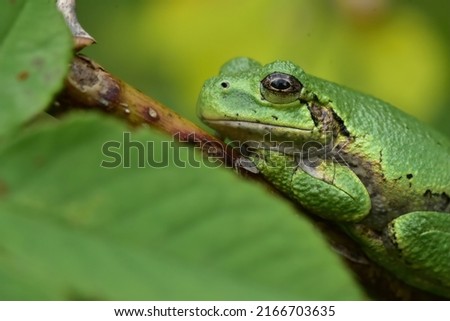 Gray Tree Frog (Dryophytes versicolor) waiting on the branch of a garden plant in spring