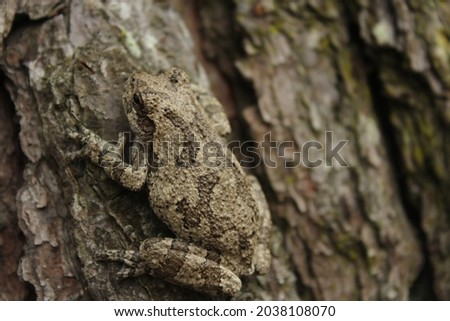 Gray Tree Frog Hyla chrysoscelis on pine tree in Eastern Texas