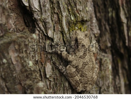 Gray Tree Frog Hyla chrysoscelis on pine tree in Eastern Texas