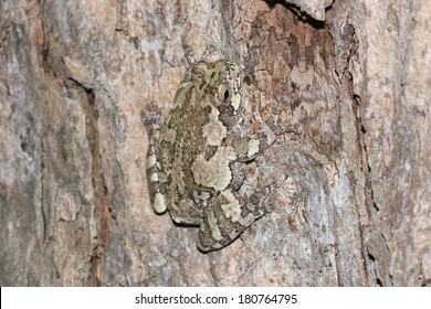 Gray Tree Frog (Hyla versicolor) Camouflaged Against Bark of a Maple Tree - Ontario, Canada - Powered by Shutterstock