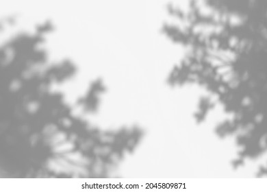 Gray Tree Shadow On A White Wall. Abstract Neutral Nature Concept Blurred Background With Copy Space For Text. Overlay Effect For Photo