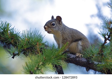 Gray Tree Squirrel in Pine Tree near logging & clear cutting operations in a National Forest in northern Washington State near the Canada Canadian Border.  habitat destruction environmental concerns