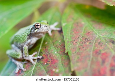 Gray Treefrog