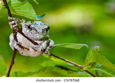 Gray Treefrog