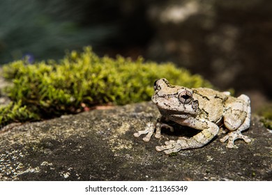 Gray Treefrog