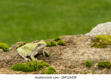Gray Treefrog
