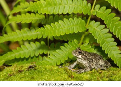 Gray Treefrog