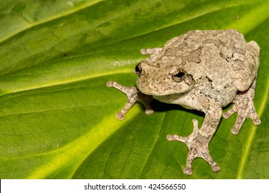 Gray Treefrog