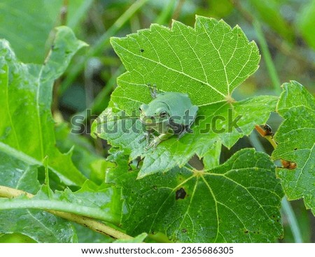 Gray Treefrog (Dryophytes versicolor) North American Tree Frog