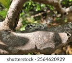 A gray treefrog (Dryophytes versicolor) on a tree