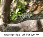 A gray treefrog (Dryophytes versicolor) on a tree