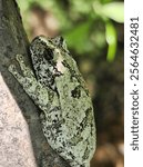 A gray treefrog (Dryophytes versicolor) on a tree