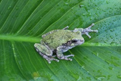 Gray Treefrog (Hyla Versicolor) North American Tree Frog