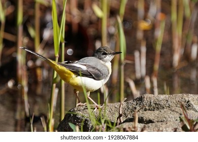 gray wagtail is in the forest