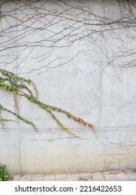 Gray Wall And Overgrown Plants On It