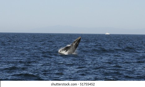 Gray Whale