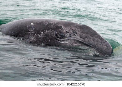 Gray Whale Baby