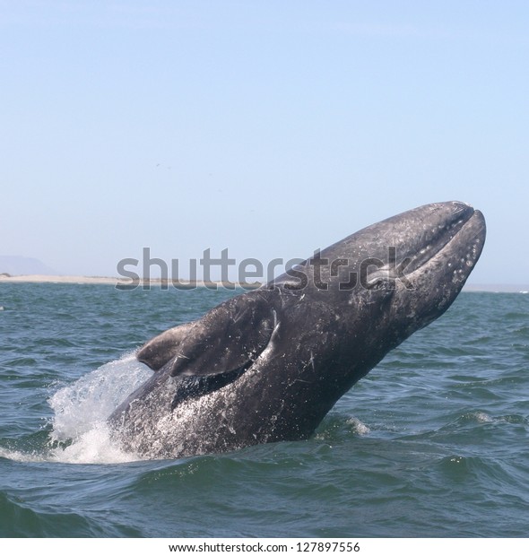 A gray whale breaches for fun in a sanctuary\
lagoon in Baja, Mexico