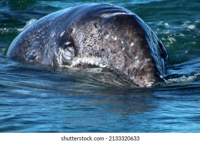 Gray Whale Calf Close Up In Laguna San Ignacio Baja California, Mexico.  Baja California Is The Child's Room Of Gray Whales.  