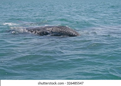 Gray Whale Calf In A Lagoon, Baja, Mexico