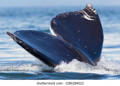 Gray Whale Diving, Hood Canal, Washington State