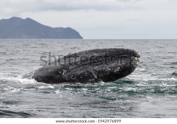 Gray whale (Eschrichtius robustus). Head of a\
gray whale close up. A whale in its natural habitat. Portrait of a\
whale in the water. Arctic marine animals. Bering Sea, Chukotka,\
Far East of Russia.