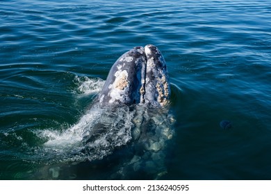 barnacles on whales hurt