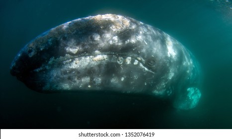 Gray Whale In Magdalena Bay