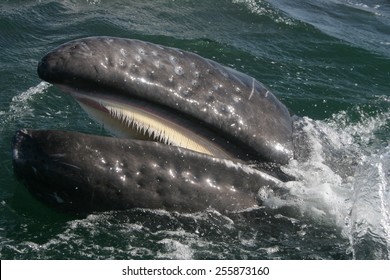 A gray whale shows the baleen inside its mouth in a lagoon in Baja Mexico