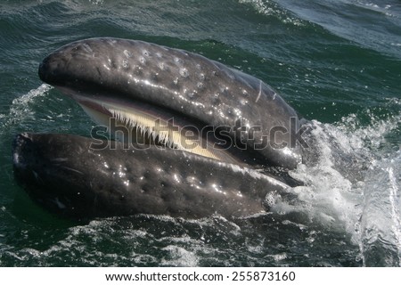 A gray whale shows the baleen inside its mouth in a lagoon in Baja Mexico