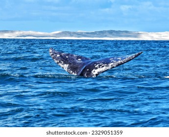 Gray whale swiming quietly close to the boats in the waters of the Pacific Ocean, Baja California Sur, México. Whalewatching  here is one of the tourist atractive and an absolutly awesome experience