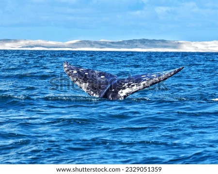 Gray whale swiming quietly close to the boats in the waters of the Pacific Ocean, Baja California Sur, México. Whalewatching  here is one of the tourist atractive and an absolutly awesome experience