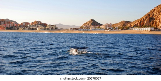 Gray Whale Tail In Cabo San Lucas