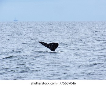 Gray Whale Tail Fluke During A Spring Whale Watching Trip - Newport Beach California