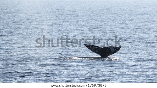 Gray Whale Watching Channel Islands Near Stock Photo (Edit Now) 175973873