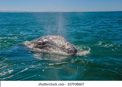 Gray Whales (Eschrichtius Robustus) In The Guerrero Negro Bay, Mexico