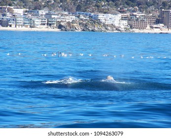 Gray Whales Migrating South, Seen On A Whale Watching Trip Out Of Newport Beach California, February 2016