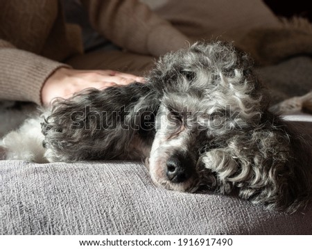 A gray and white adult dwarf poodle at home with owner dressed in light beige clothes sitting on a light sofa with gray pillows in the morning light