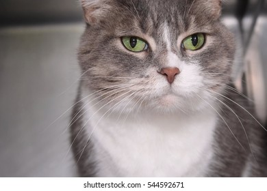 GRAY AND WHITE CAT