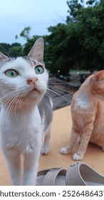 A gray and white cat approaching the camera with a cute orange cat behind him, set in a beautiful soccer field