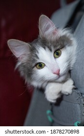 Gray White Cat With Green Eyes Is Sitting In The Back Pack, Close Up Cat Eyes