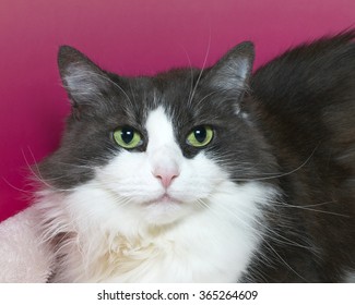 Gray And White Cat With Green Eyes, Portrait On Pink Textured Background