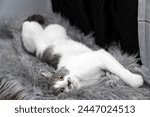 a gray and white cat laying on top of a furry rug. A cat lying on a furry blanket. Pets friendly and care concept. Pet portrait. Pets friendly and care concept.