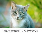 Gray and White Cat Looking at Camera in Natural Outdoor Light	