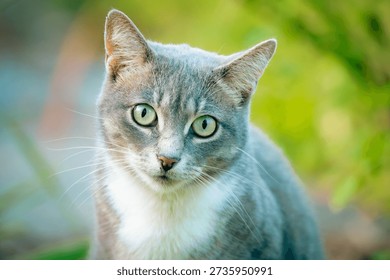 Gato gris y blanco