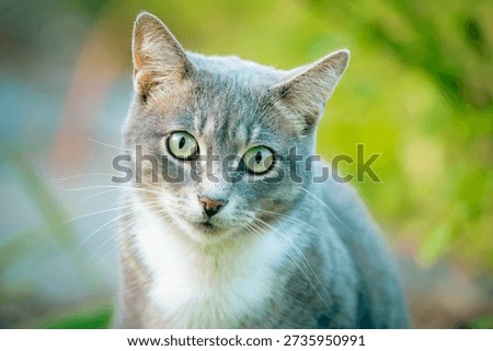 Gray and White Cat Looking at Camera in Natural Outdoor Light	