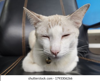 Gray And White Cat Lying Curled Toes In The Chest On The Black Nine.