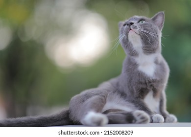 A Gray And White Cat On Its Stomach Is Lying On The Roof Of The Car.